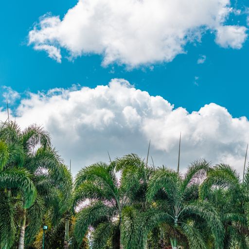 A low angle shot of the palm trees under the breathtaking clouds in the blue sky