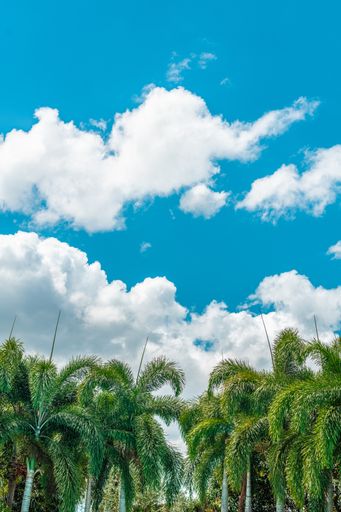 A vertical low angle shot of the beautiful palm trees under the clouds in the blue sky