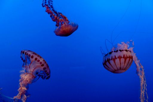 The magical jellyfish in the ocean