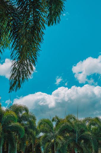 A vertical low angle shot of the beautiful palm trees under the clouds in the blue sky