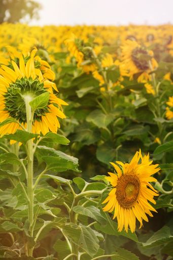 A horizontal shot of a sunflower field on a bright and sunny day