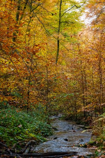 A vertical shot of the autumn trees with streaming water in the beautiful Palatinate forest in Germany
