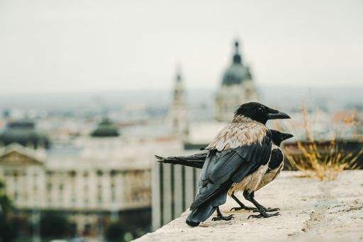 A closeup shot of two crows standing on a building roof