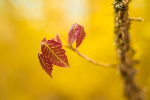 A selective focus of an autumn leaf