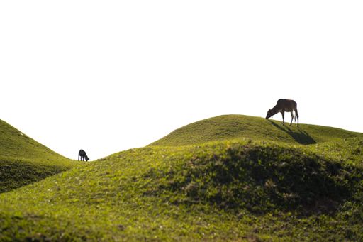 A beautiful shot of cows pasturing in a large green meadow