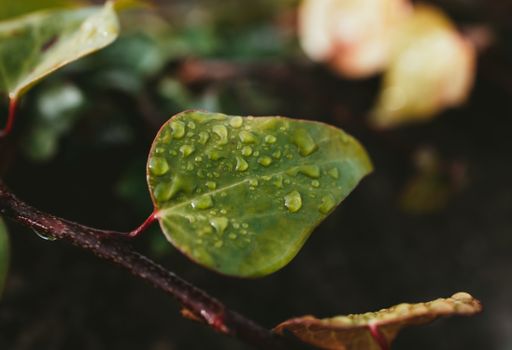 A shallow focus shot of water drops on a green leaf in bright sunlight on a blurred background