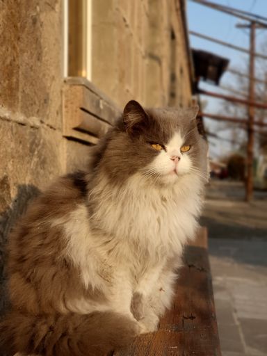 A vertical shot of a fluffy British longhair cat sitting on the bench