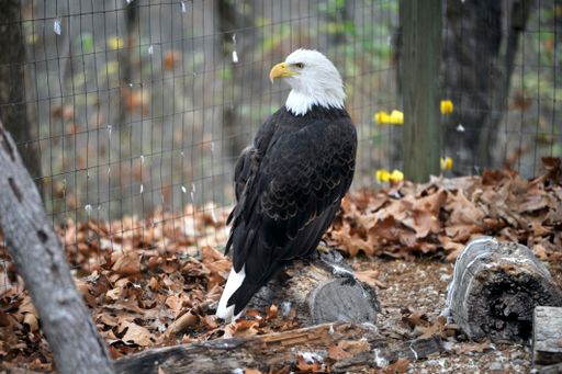 A Bald Eagle in captivity at a bird sanctuary in Saint Louis, Missouri