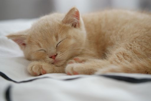 A closeup of the creamy British Shorthair kitten sleeping on the bed.