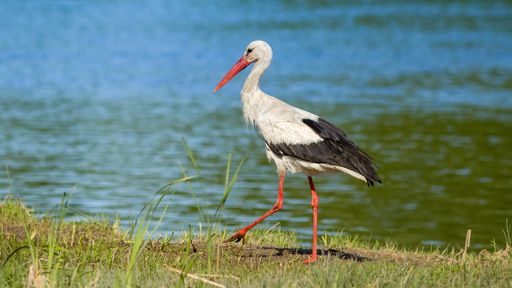 A closeup of the white stork walking on the shore. Ciconia ciconia.