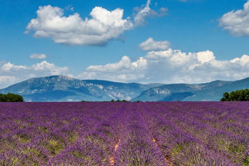 A picturesque lavender field against the backdrop of a beautiful sky