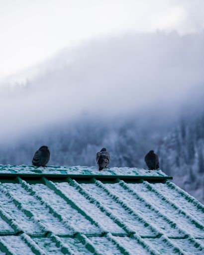 A vertical shot of three birds standing on a roof on a foggy landscape background