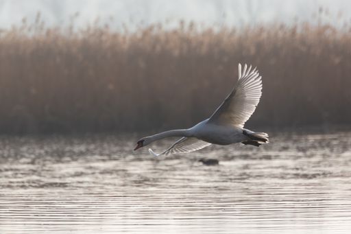 A selective of a swan flying over a lake