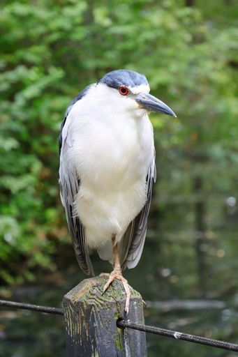 A closeup of a night heron on a wood in a garden