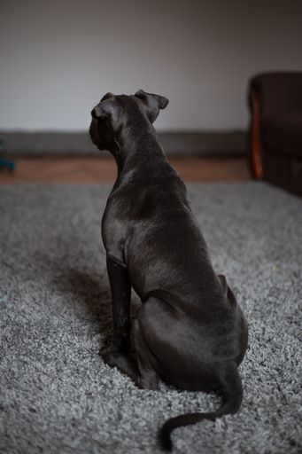 Bluenose pitbull looking at the owner