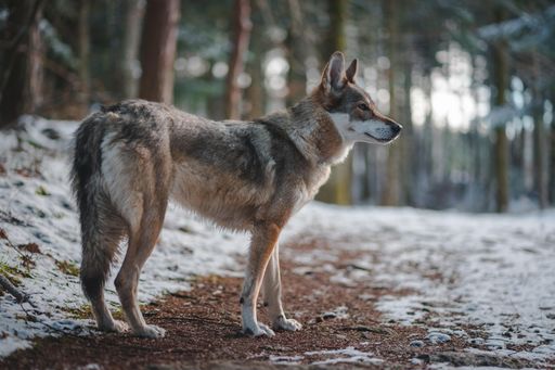 Portrait shot of a wolfdog in the forest