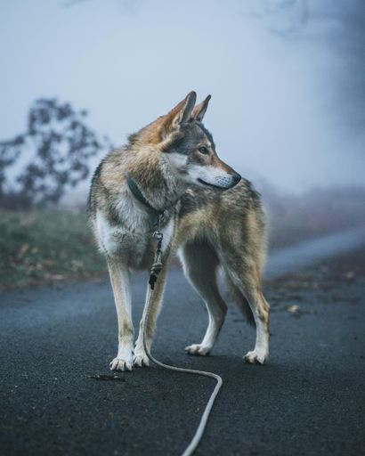 Misty wolfdog on the road