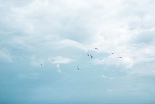 A low angle shot of a flock of birds flying under a cloudy sky