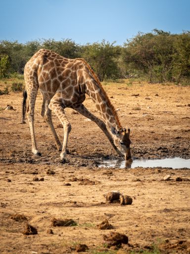 A thirsty giraffe drinking from a waterhole