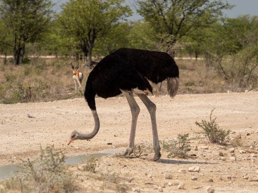 An ostrich drinking at waterhole