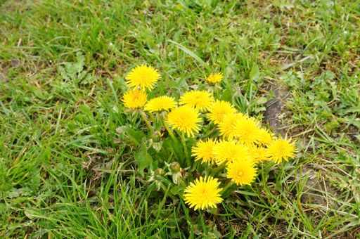 A high angle shot of blooming dandelions in nature