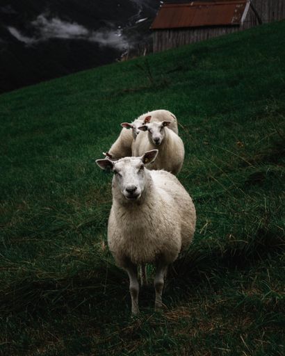 A vertical shot of Faroe sheep standing and looking at the camera in the green meadow field