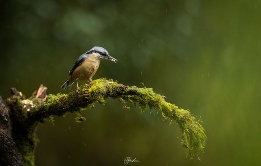A closeup shot of a Eurasian nuthatch in its natural habitat
