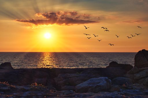 A mesmerizing view of a flock of birds flying over the sea with the beautiful scenery of the sunset in the background