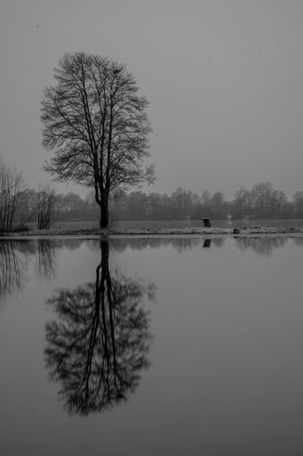 A vertical grayscale shot of the leafless tree on the shore reflecting on the water surface.