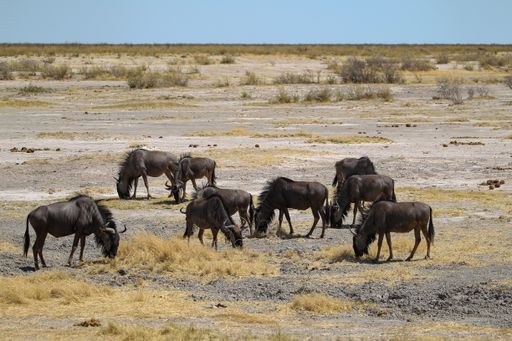 A group of Wildebeest grazing grass at Etosha National Park in Namibia on a sunny day