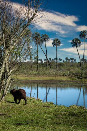 Capybara at the edge of the river among the palm trees. El Palmar National Park, Entre Rios, Argentina.