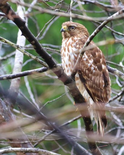 A vertical shot of common buzzard perched on a tree branch
