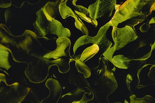 A close-up shot of a bunch of dried leaves