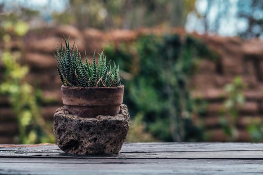A close-up shot of a plant pot on a blurred background