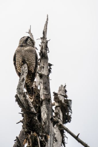 A vertical low angle shot of a Hawk Owl standing on a tree under a cloudy sky in the Revelstoke National Park. Canada