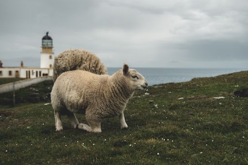 The sheep on the field next to Neist Point Lighthouse in the Isle of Skye, Scotland