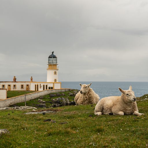 The sheep on the field next to Neist Point Lighthouse in the Isle of Skye, Scotland