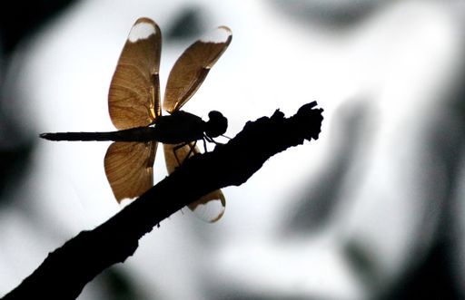 A shallow focus macro shot of a Neurothemis fulvia with blurred gray background