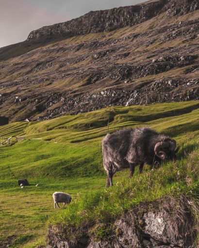 A vertical shot of goats grazing in a green land