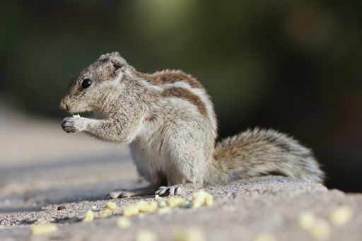 A closeup shot of a squirrel in a park during the day