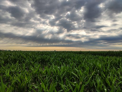 Corn cultivation in Italy under a stormy sky in spring