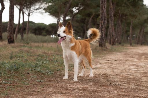 A closeup shot of a cute Welsh Corgi outdoors