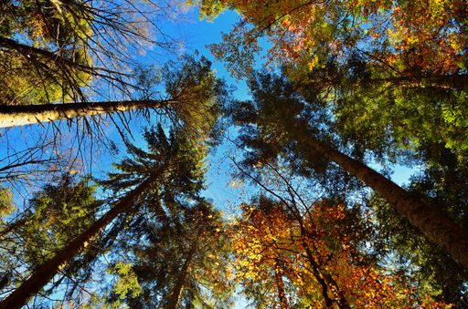 A bottom view of tall trees in the daytime.