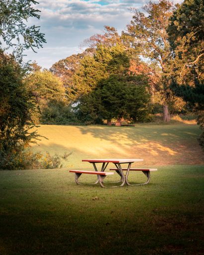 A bench in the middle of a field in a forest