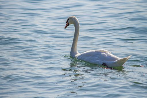 Close up of a Swan in the lake water in summer time