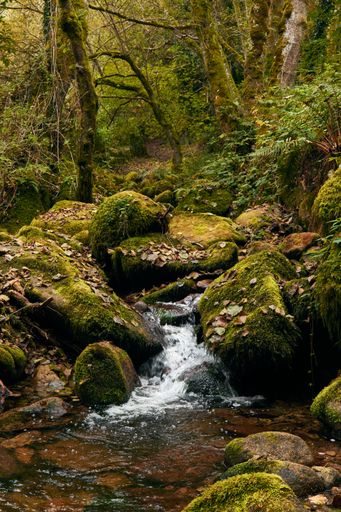 A creek flowing over the green mossy rocks in the forest full of lush green trees