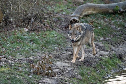 A beautiful gray wolf walking alone towards the viewer in the forest