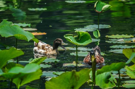 A shallow focus shot of two ducks swimming among water plants in the lake in Echo Park, Los Angeles