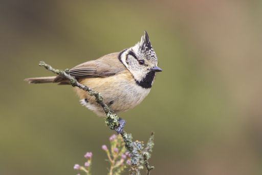 A selective focus shot of Tufted Titmouse ina  branch