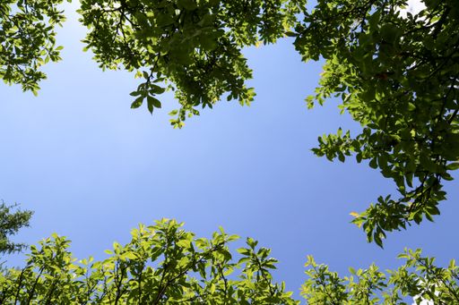 The green foliage against the blue sky.